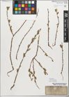 Foto von Salix myrsinifolia Salisb.